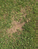 Yard mowed incorrectly.